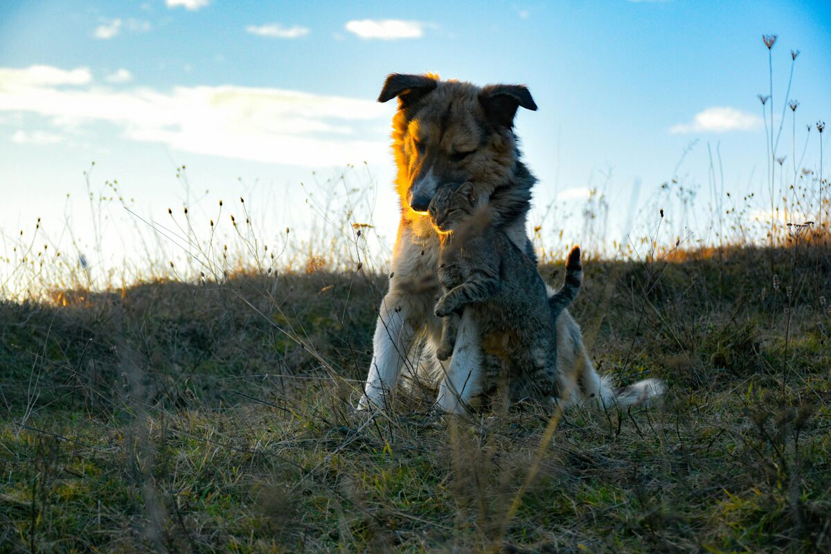 Peaceful home environment for pets and families